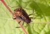 Rhopalus sp.